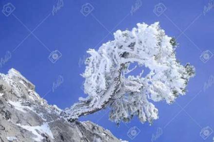 fotografia de pino nevado en sierra de baza de stockado.photo