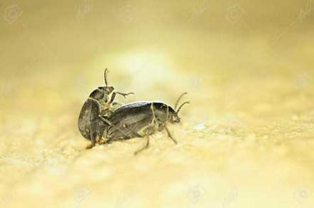 fotografia de escarabajos de stockado.photo