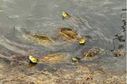 fotografia de tortugas en agua de stockado.photo