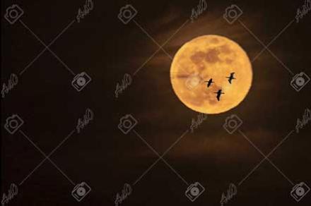 fotografia de la luna con pajaros volando de stockado.photo